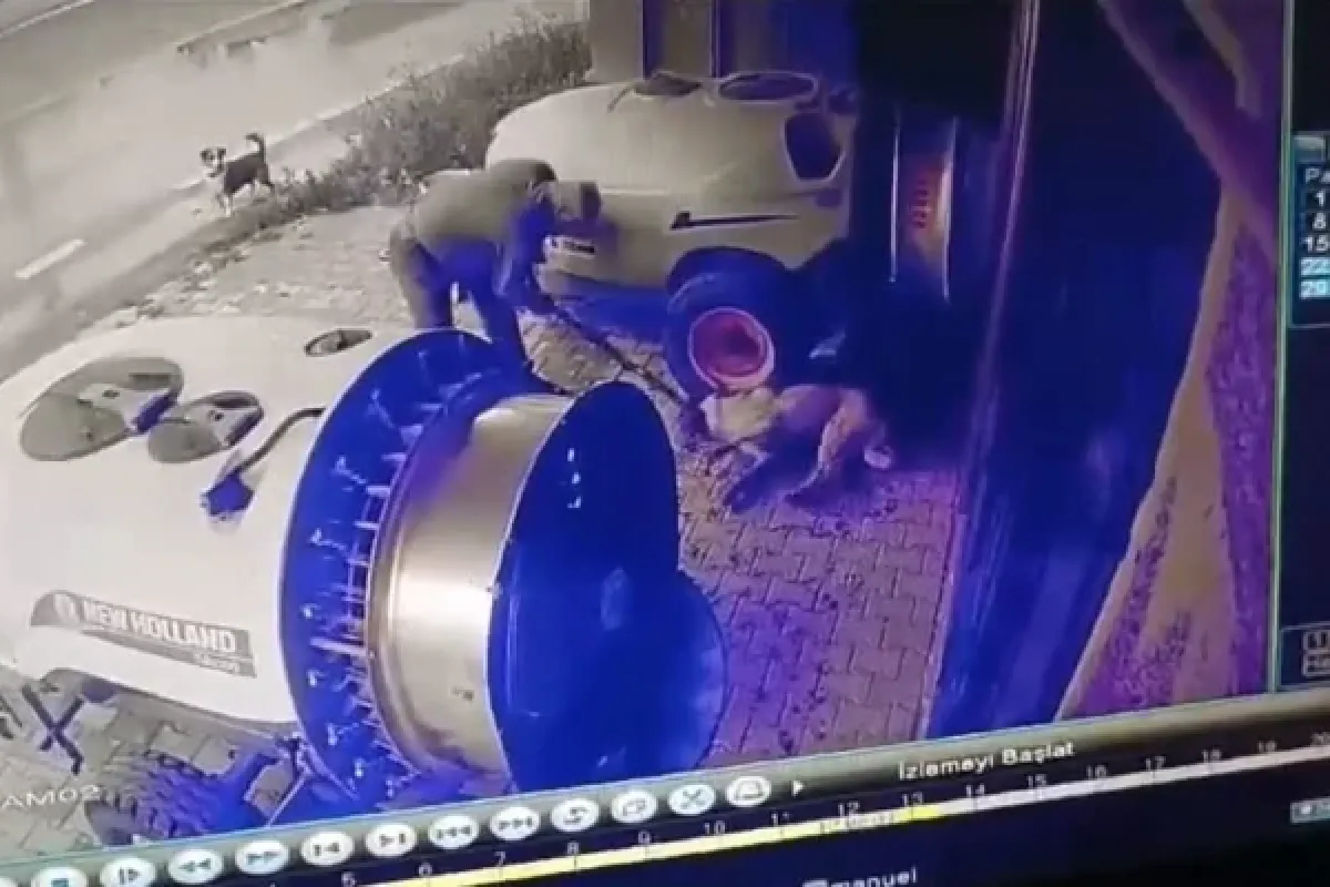 Vahşetin böylesi!