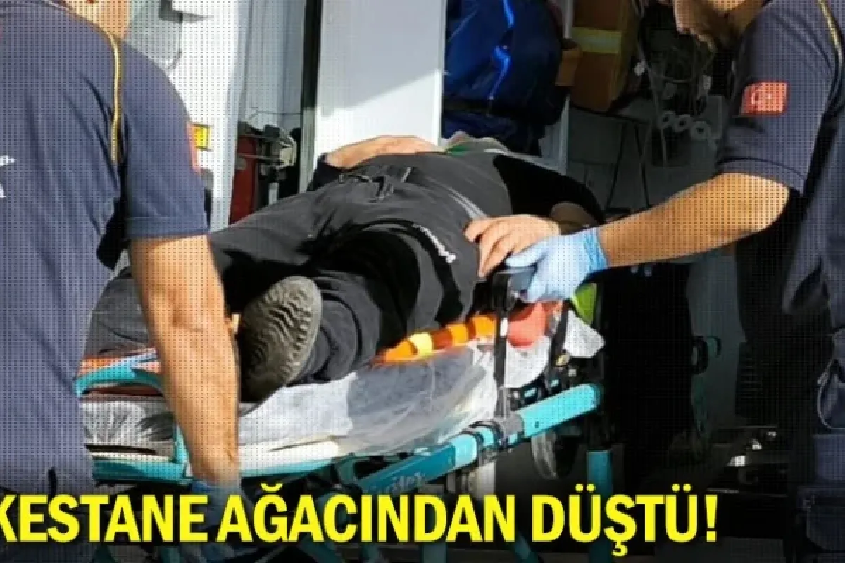 Kestane ağacından düştü