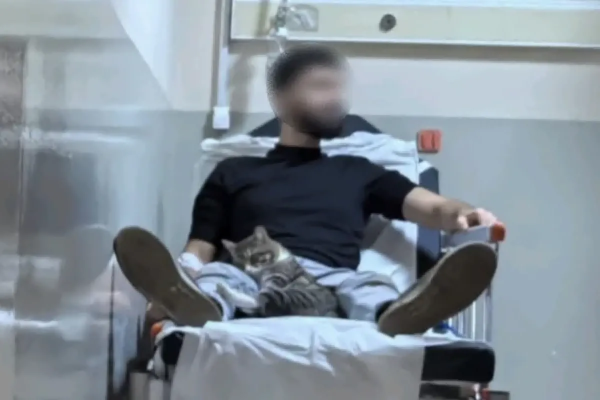 Ceviz ağacından düştü