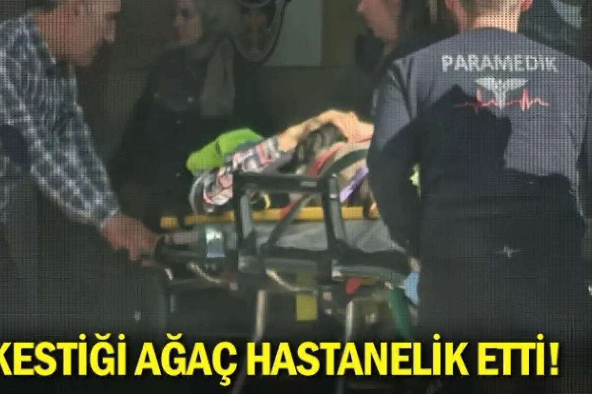 Kestiği ağaç hastanelik etti!