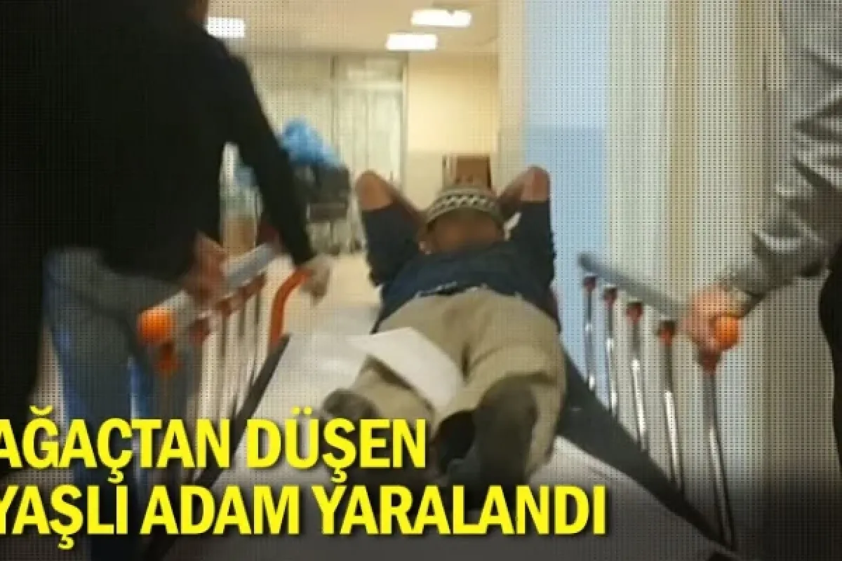 Ağaçtan düşen yaşlı adam yaralandı