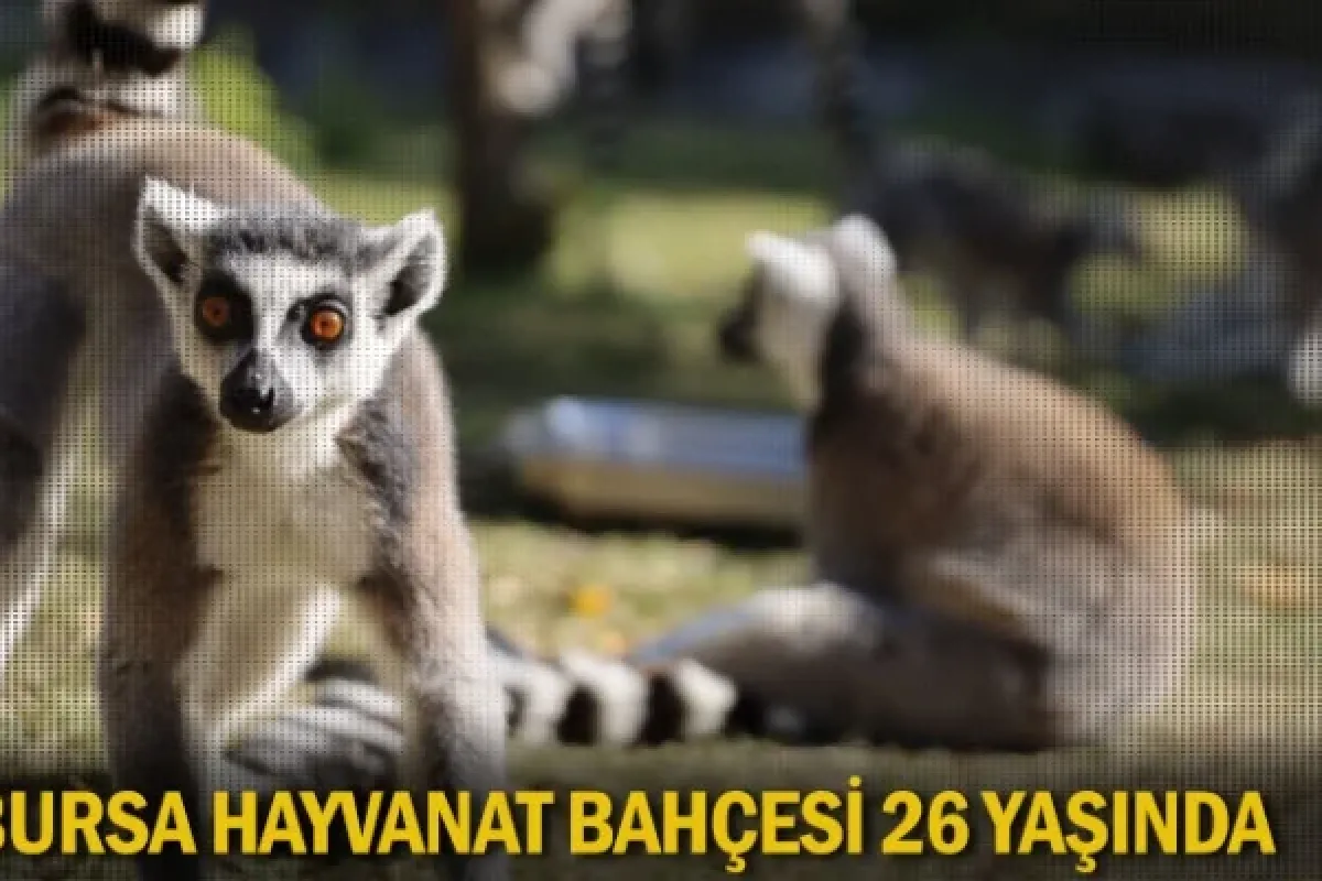 Bursa Hayvanat Bahçesi 26 yaşında