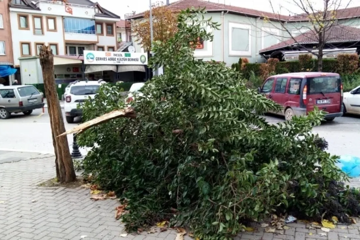 İnegöl'de şiddetli lodosun etkisiyle ağaç kırıldı