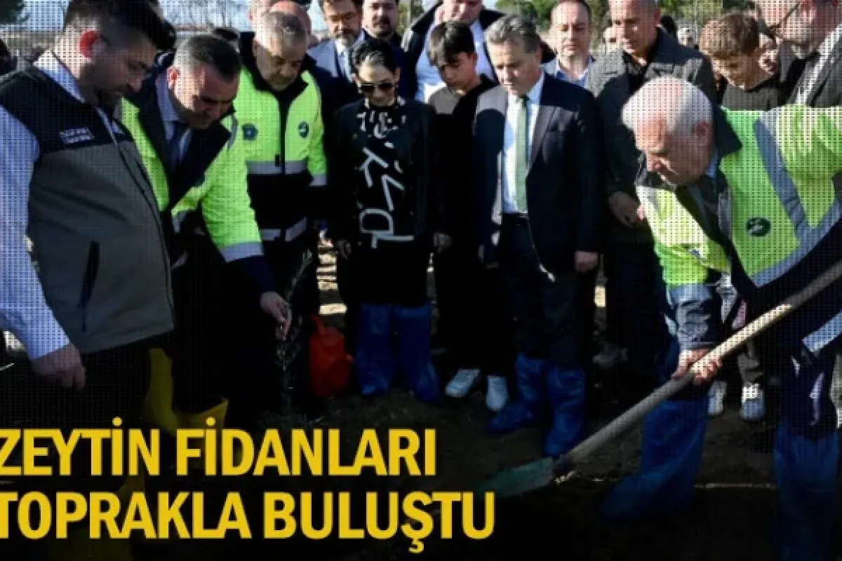 Zeytin fidanları toprakla buluştu