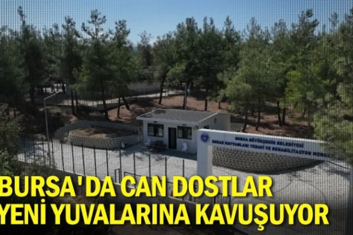 Bursa'da can dostlar yeni yuvalarına kavuşuyor