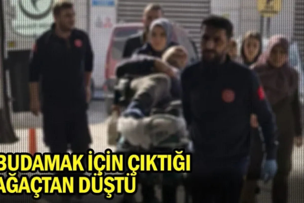 Budamak için çıktığı ağaçtan düştü