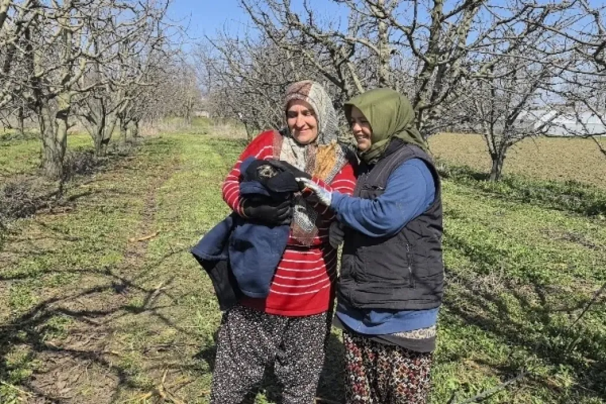 İşçilerin bulduğu yaralı şahin tedavi altında