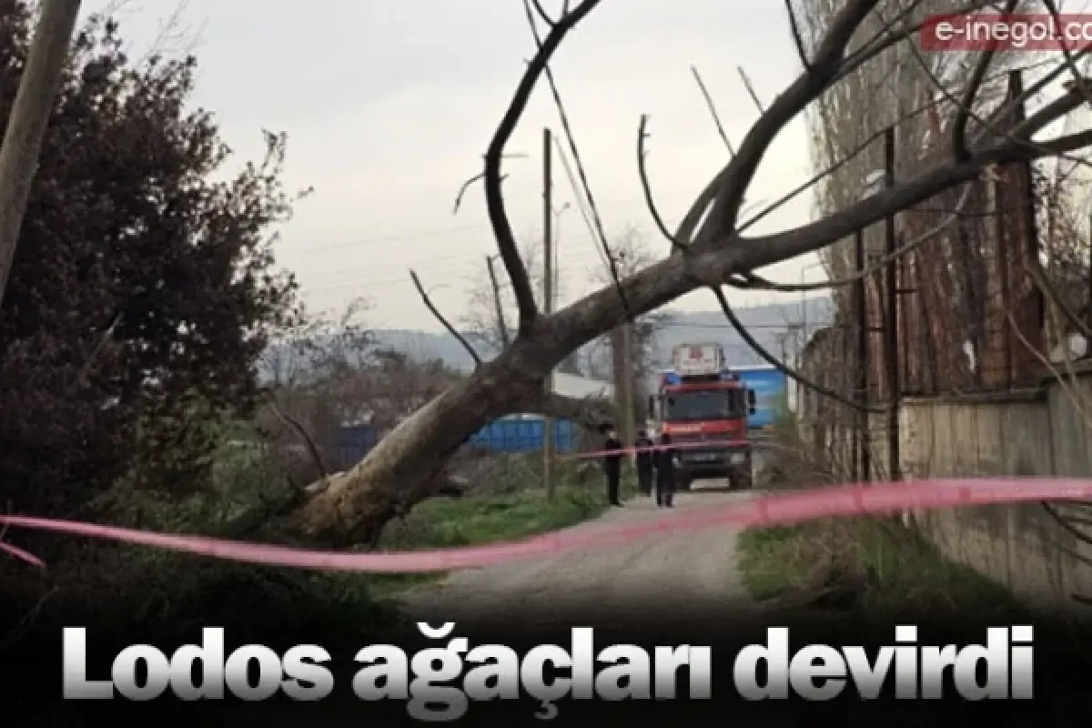 Lodos ağaçları devirdi
