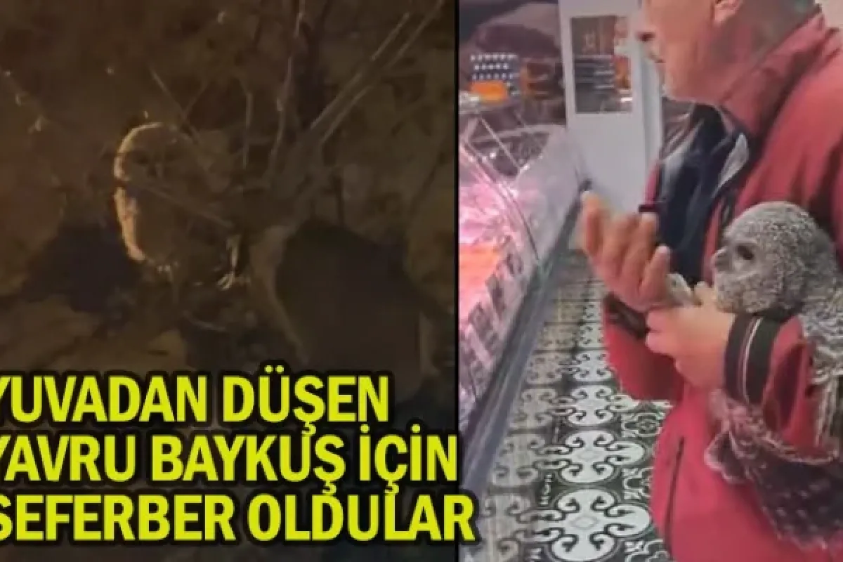 Yuvadan düşen yavru baykuş için seferber oldular
