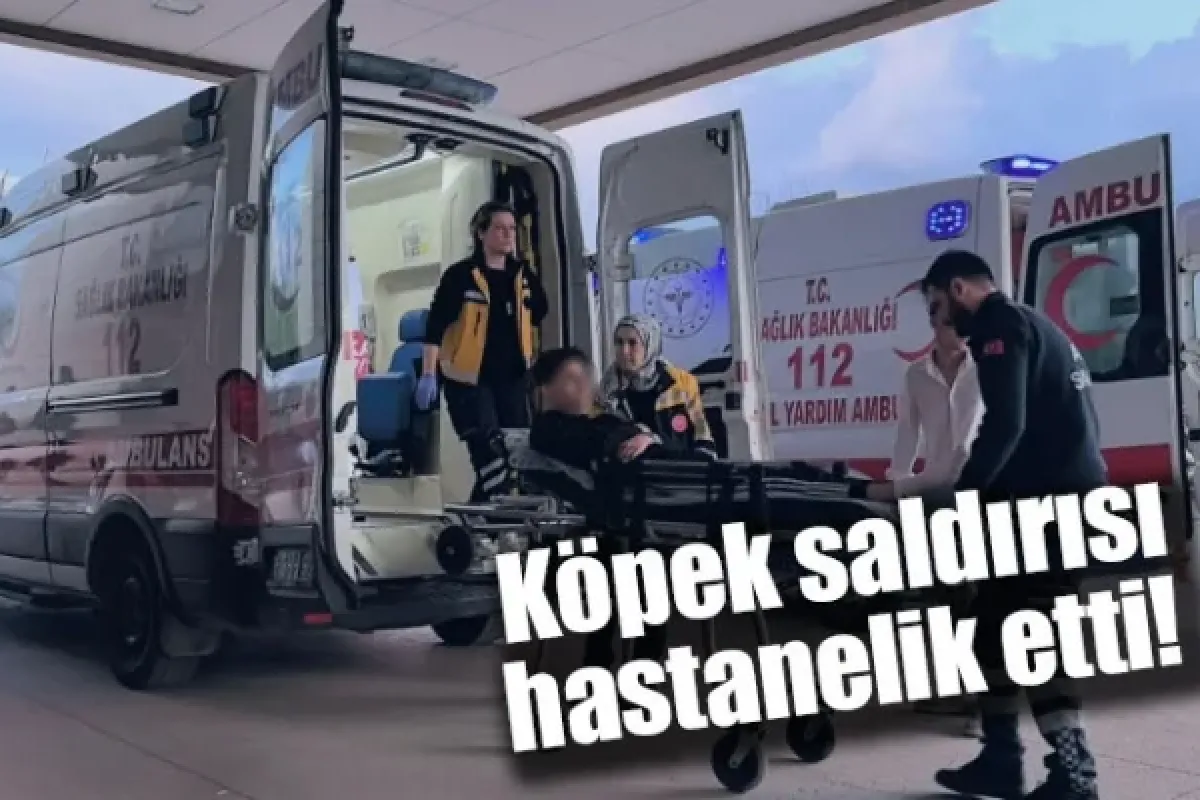 Köpek saldırısı hastanelik etti!