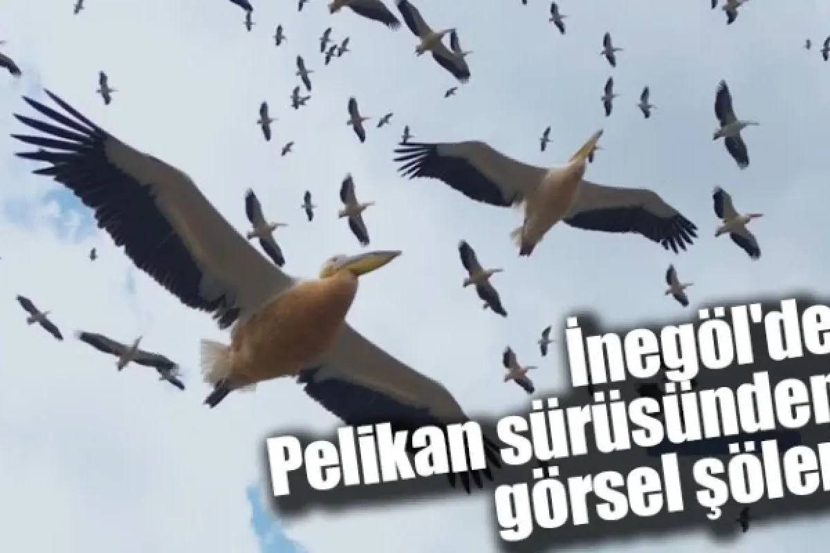 İnegöl'de Pelikan sürüsünden görsel şölen