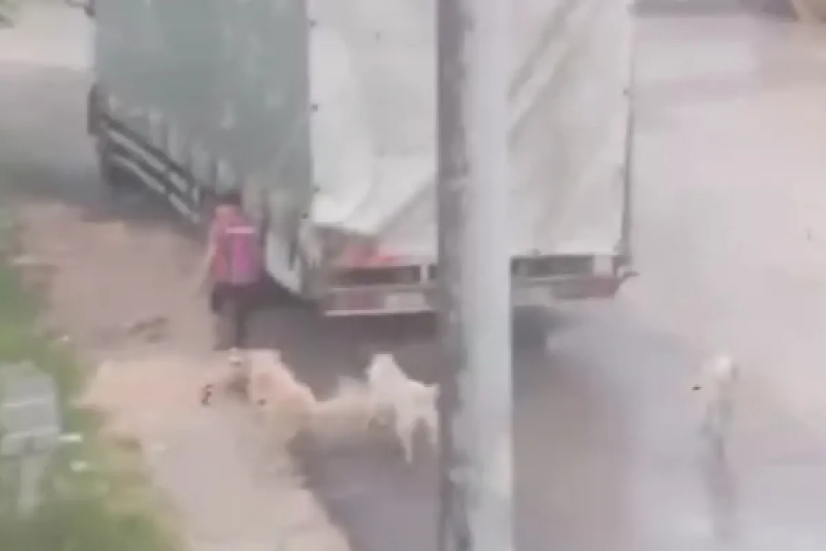 Başıboş Köpekler Tedirgin Ediyor