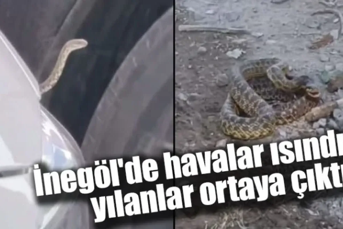 İnegöl'de havalar ısındı, yılanlar ortaya çıktı