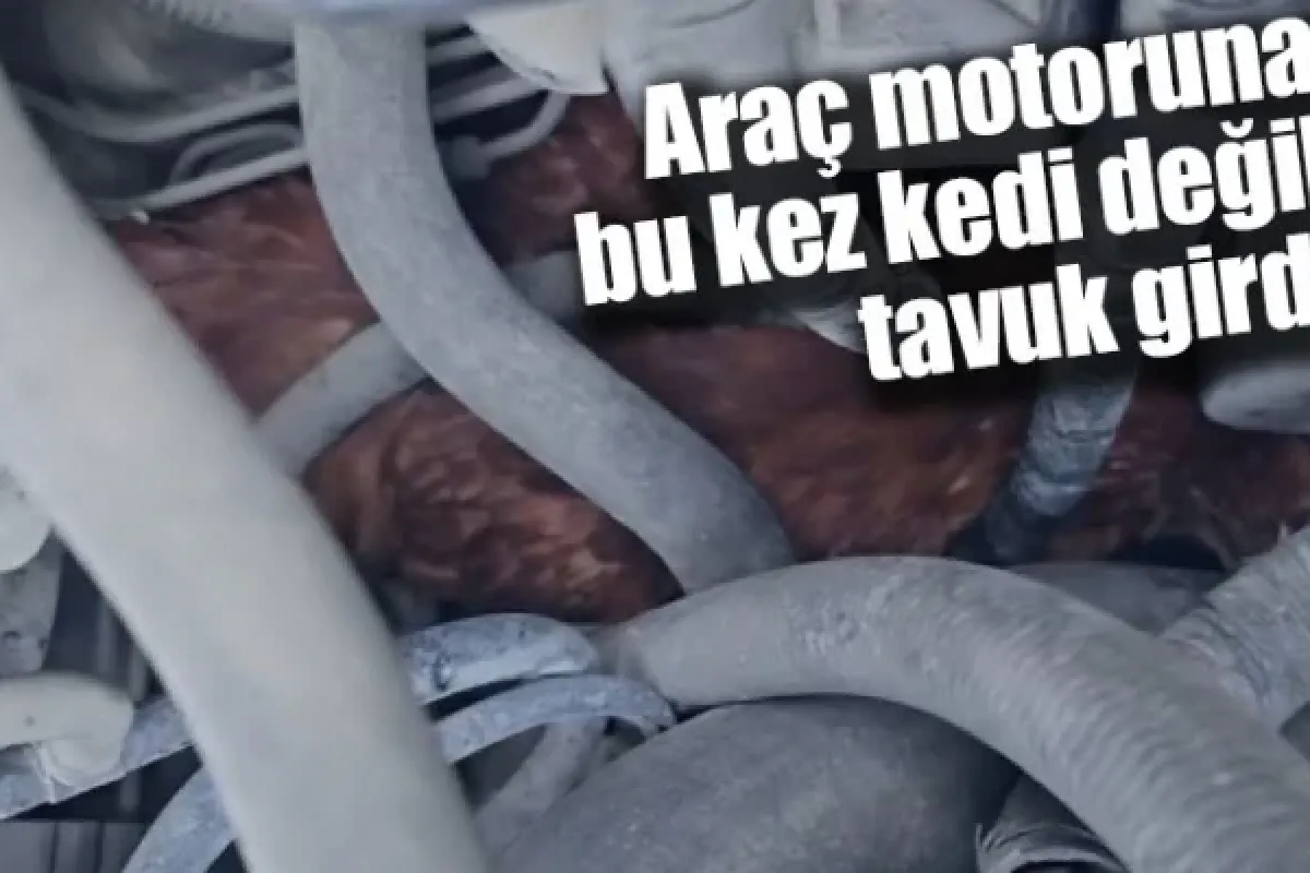 Araç motoruna bu kez kedi değil, tavuk girdi
