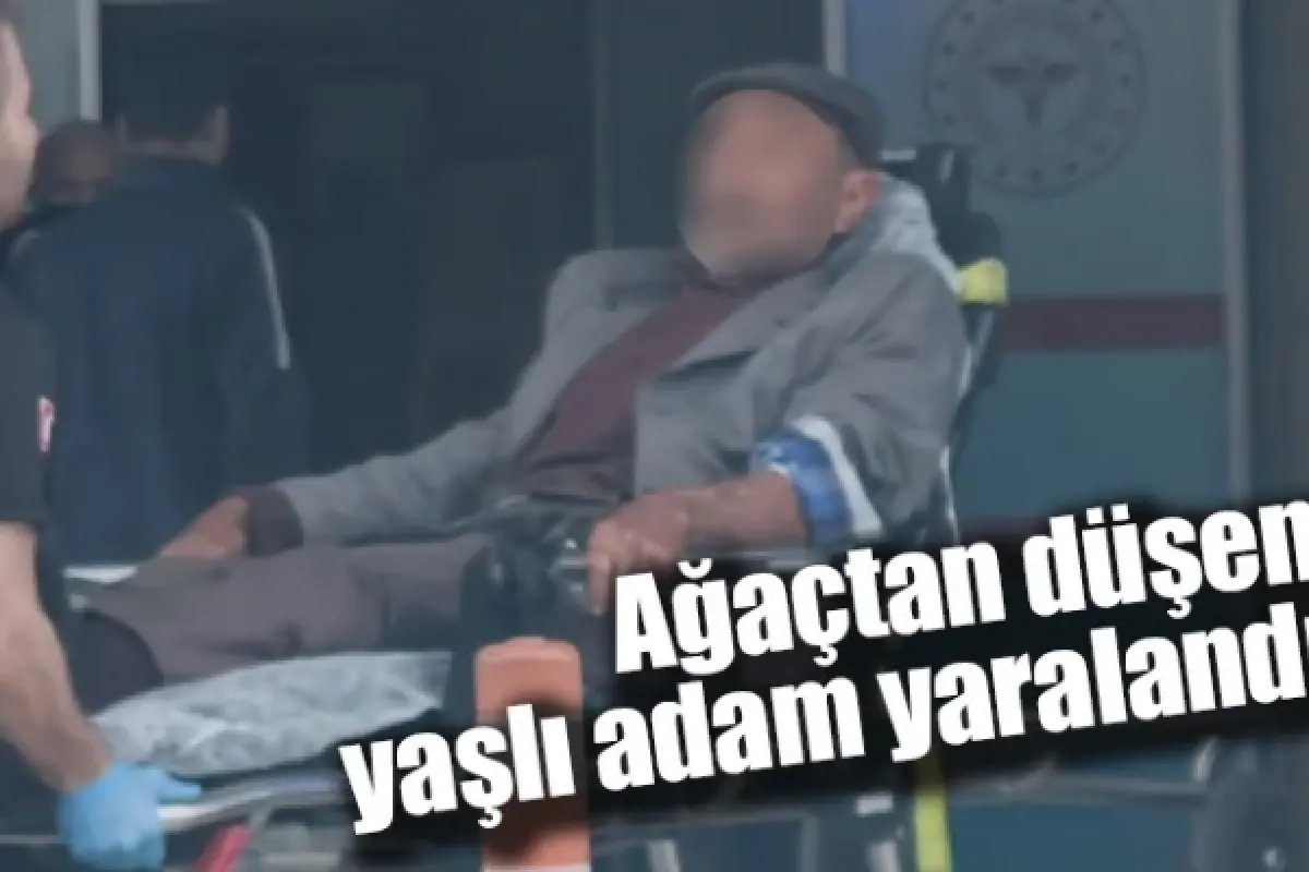 Ağaçtan düşen yaşlı adam yaralandı