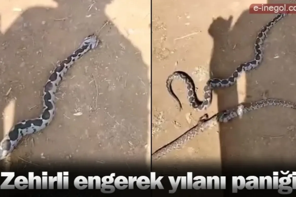 Zehirli engerek yılanı paniği