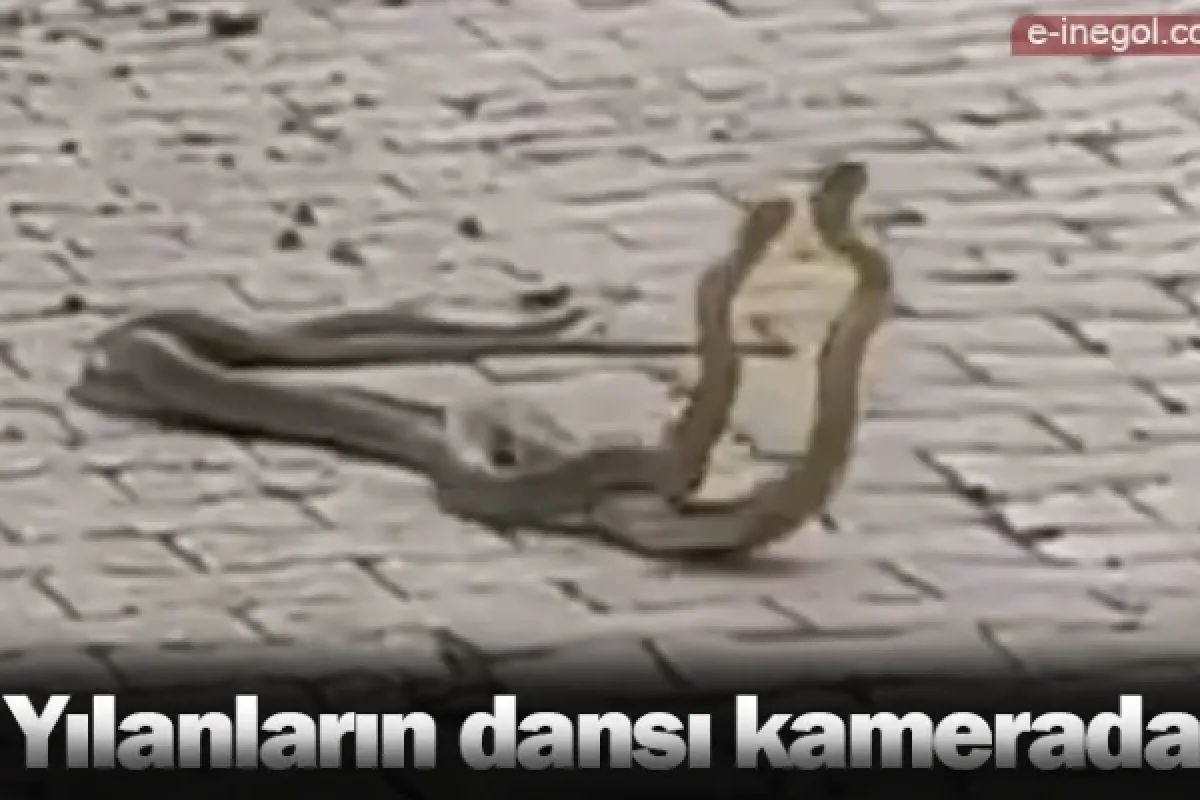 Yılanların dansı kamerada