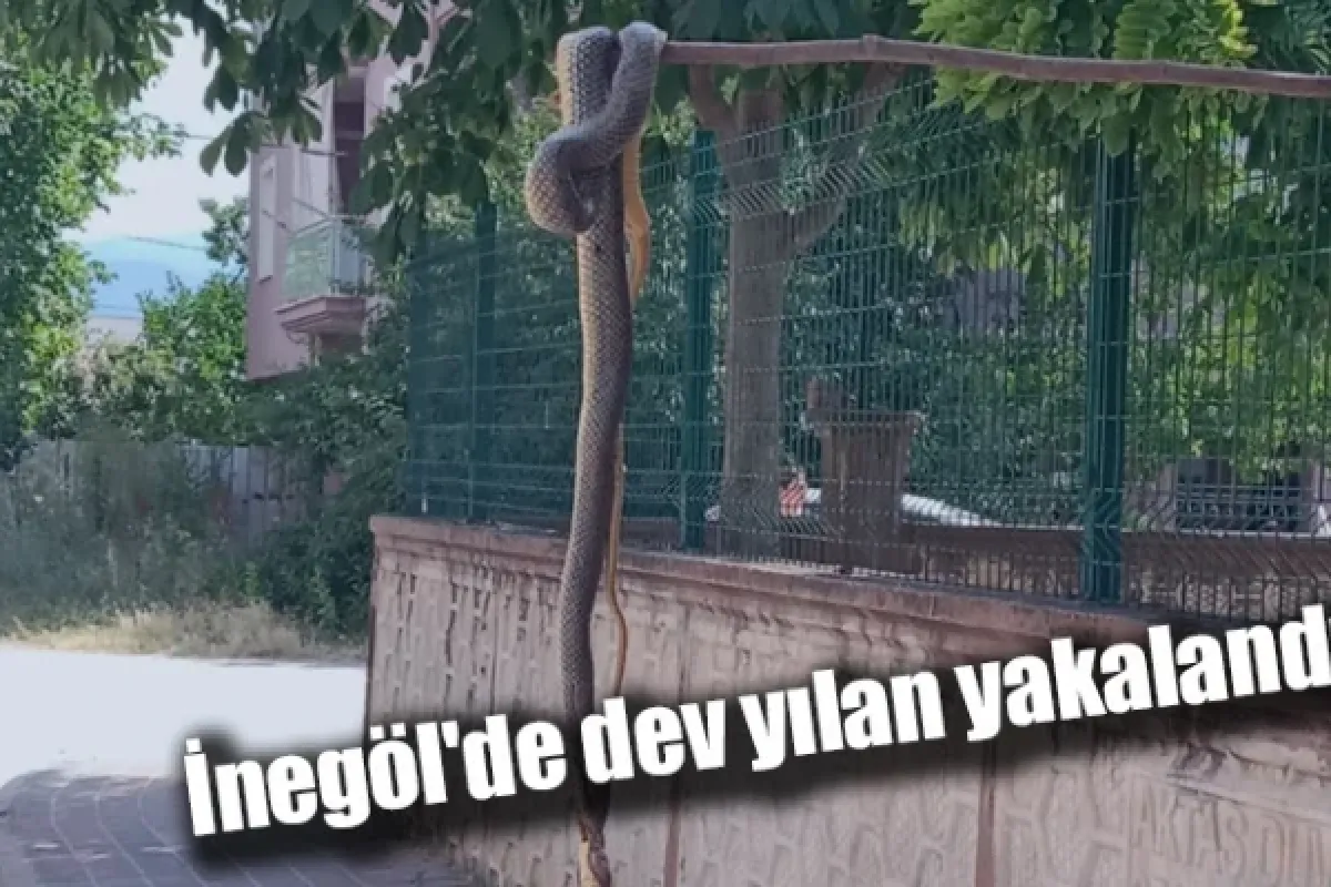 İnegöl'de dev yılan yakalandı