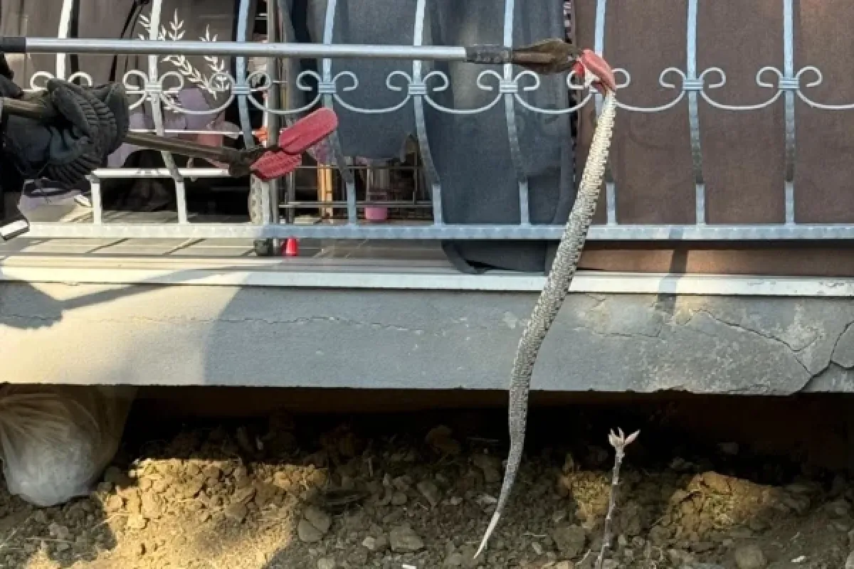 İnegöl'de yılan paniği