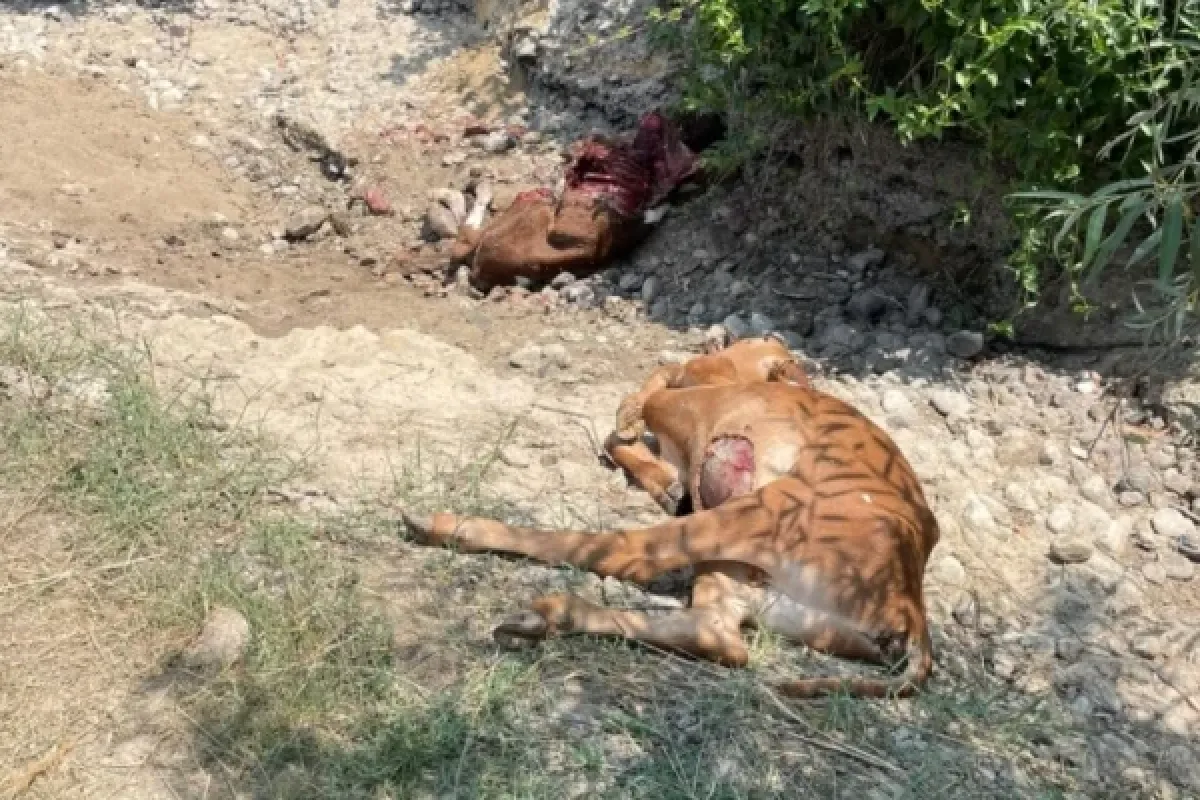 İnegöl'de çekilen görüntü tepki çekti!