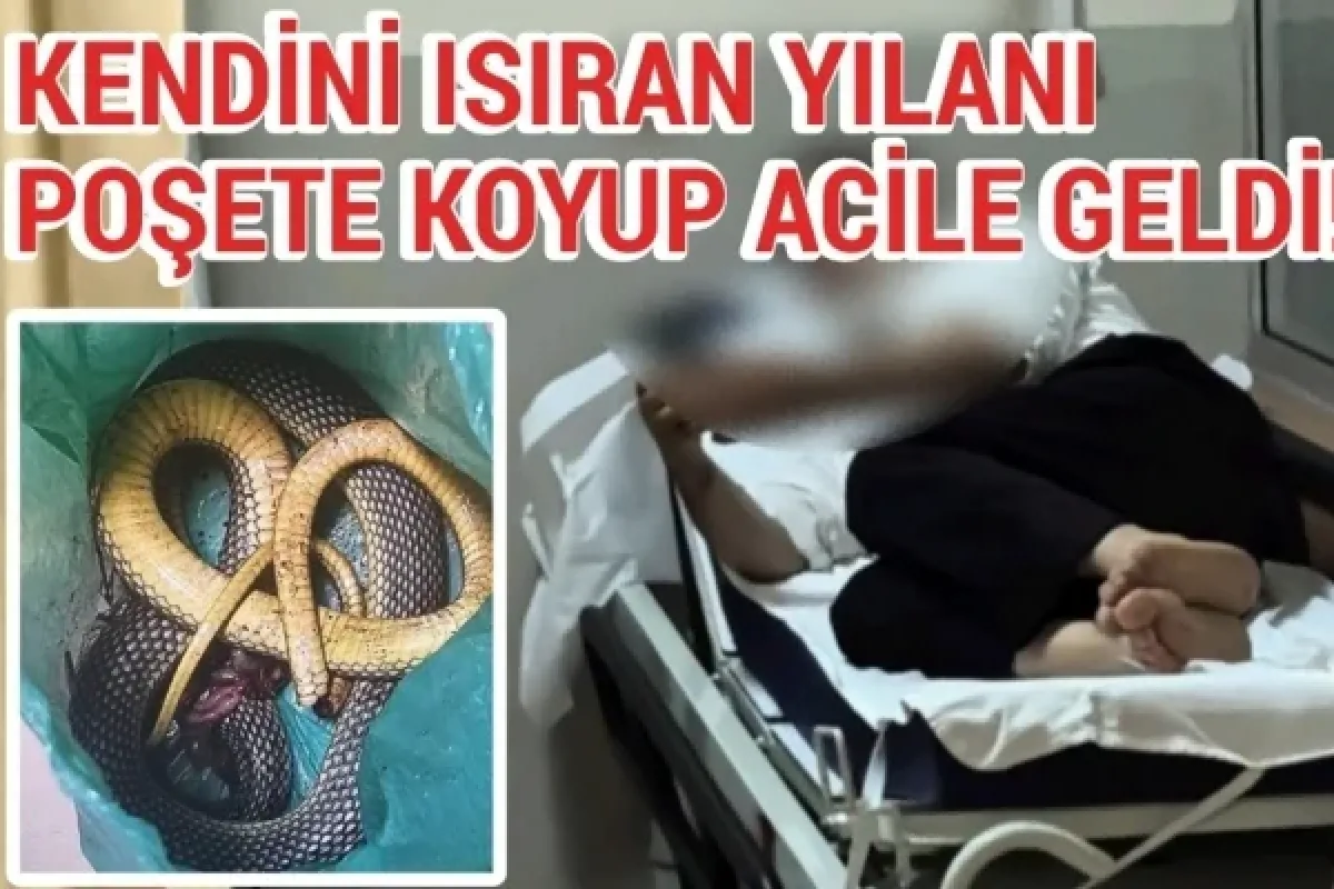 Kendini ısıran yılanı poşete koyup acile geldi!