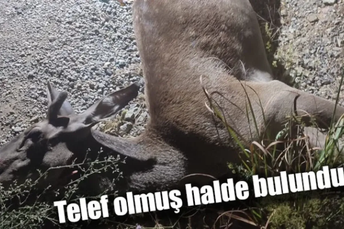 Telef olmuş halde bulundu!