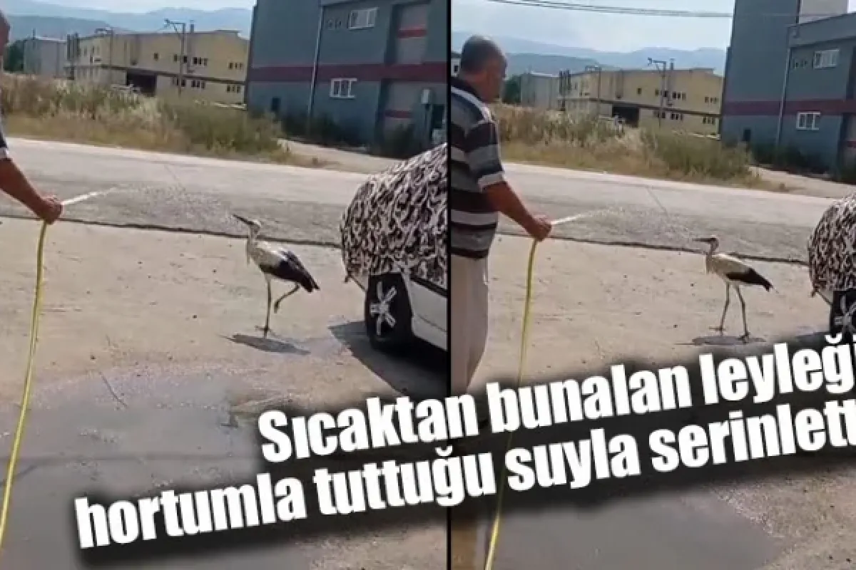 Sıcaktan bunalan leyleği, hortumla tuttuğu suyla serinletti