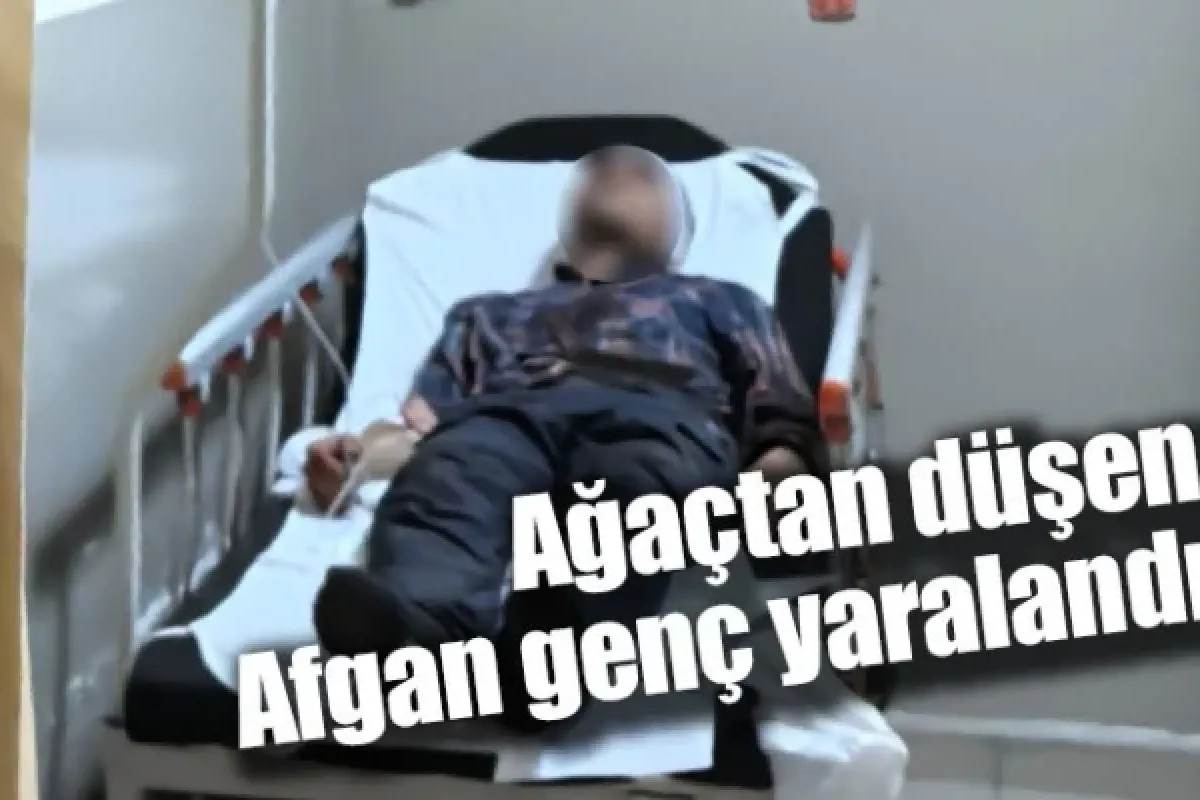 Ağaçtan düşen Afgan genç yaralandı