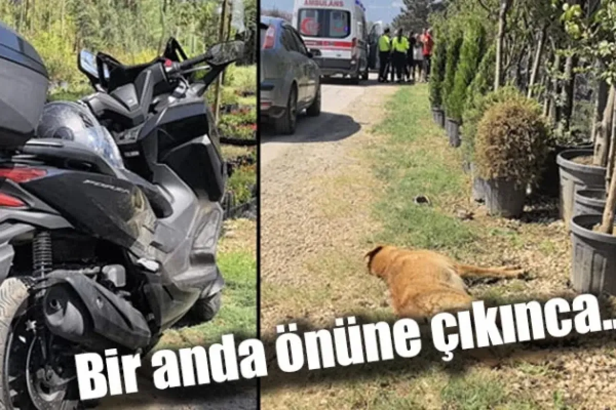 Bir anda önüne çıkınca...