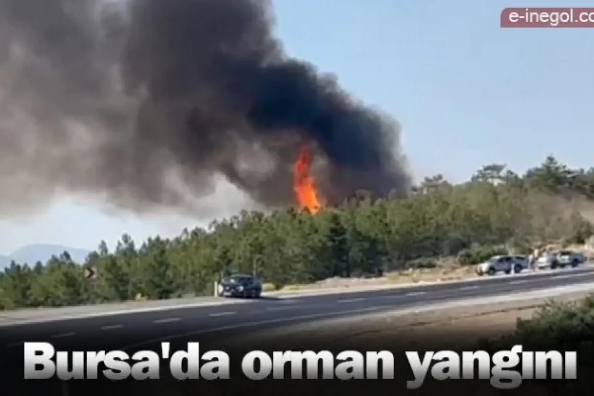 Bursa'da orman yangını