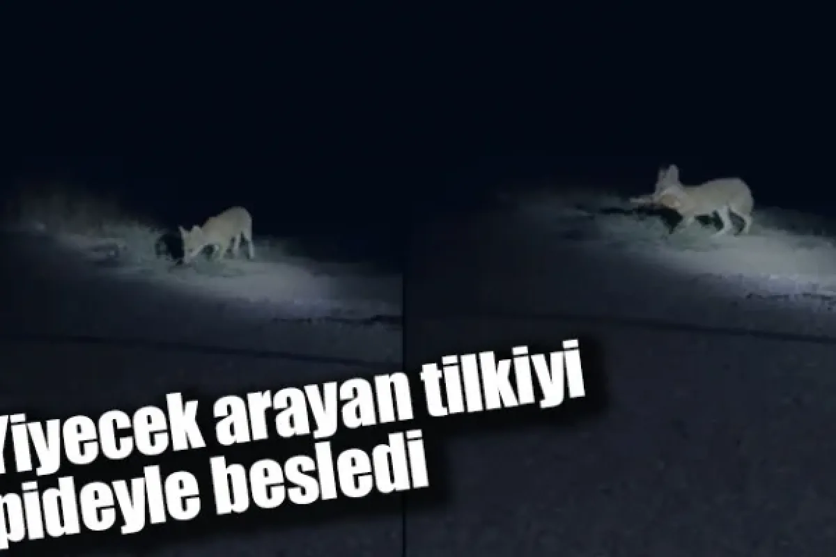 Yiyecek arayan tilkiyi pideyle besledi