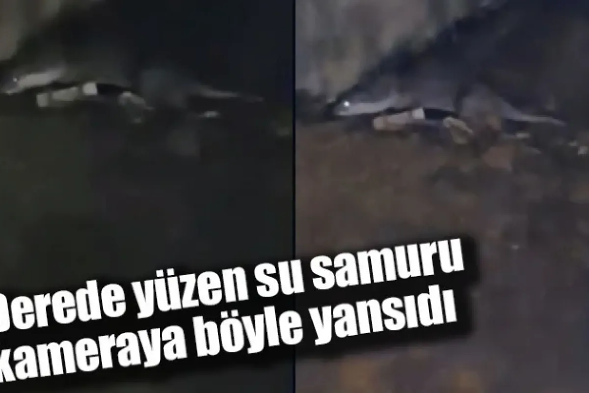 Derede yüzen su samuru kameraya böyle yansıdı