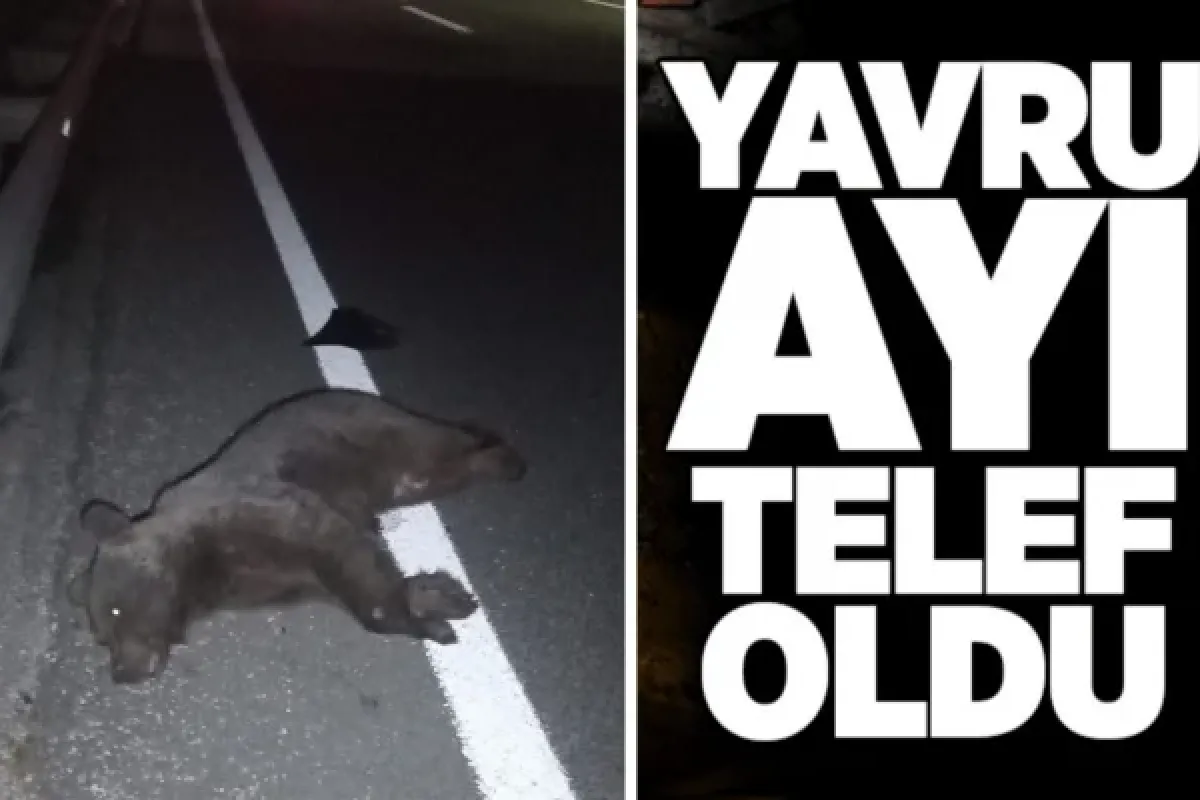Yavru ayı telef oldu