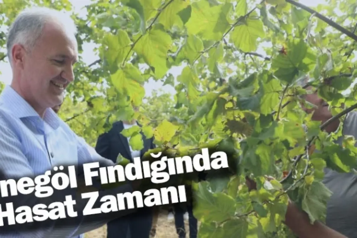 İnegöl Fındığında Hasat Zamanı