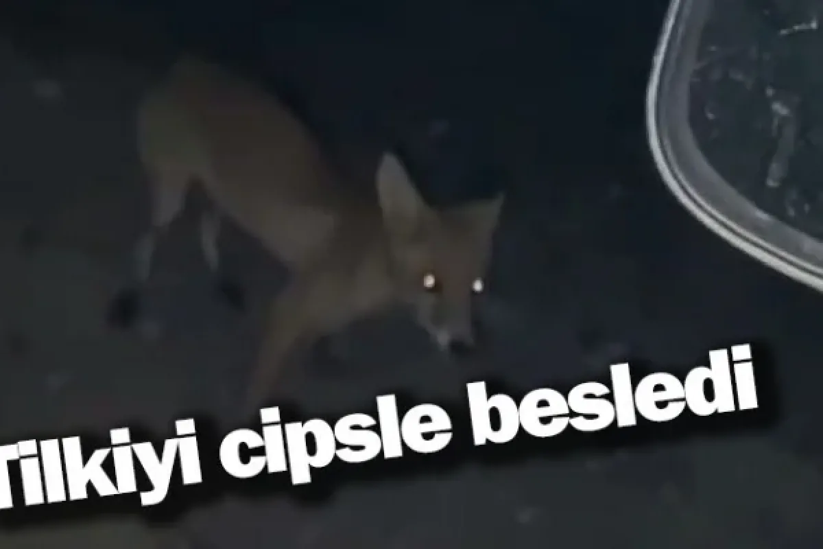 Tilkiyi cipsle besledi