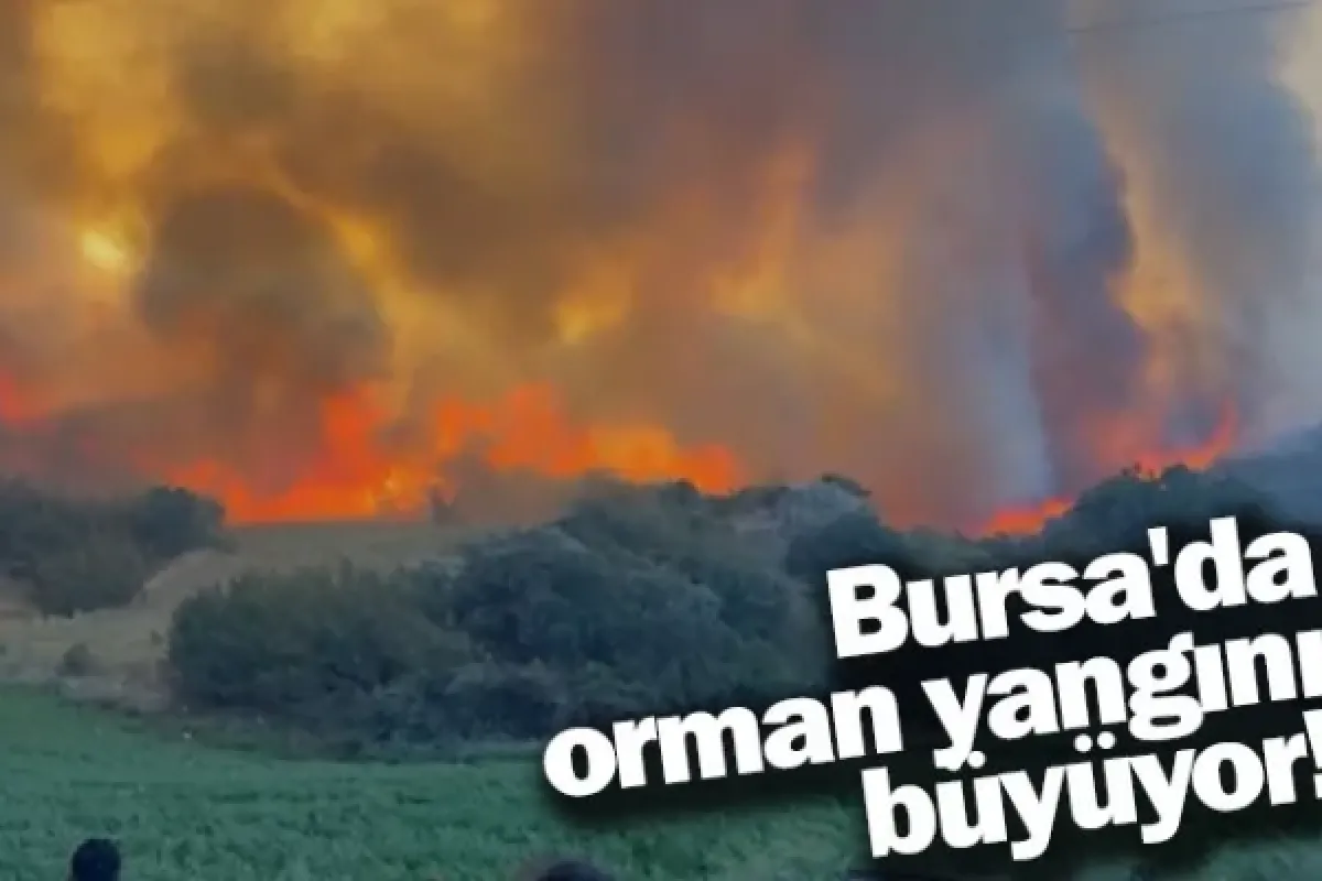Bursa'da orman yangını büyüyor!