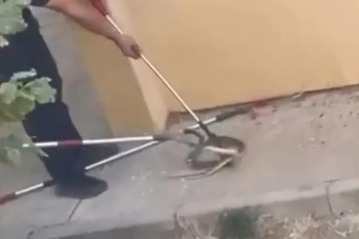 İnegöl'de yılan paniği