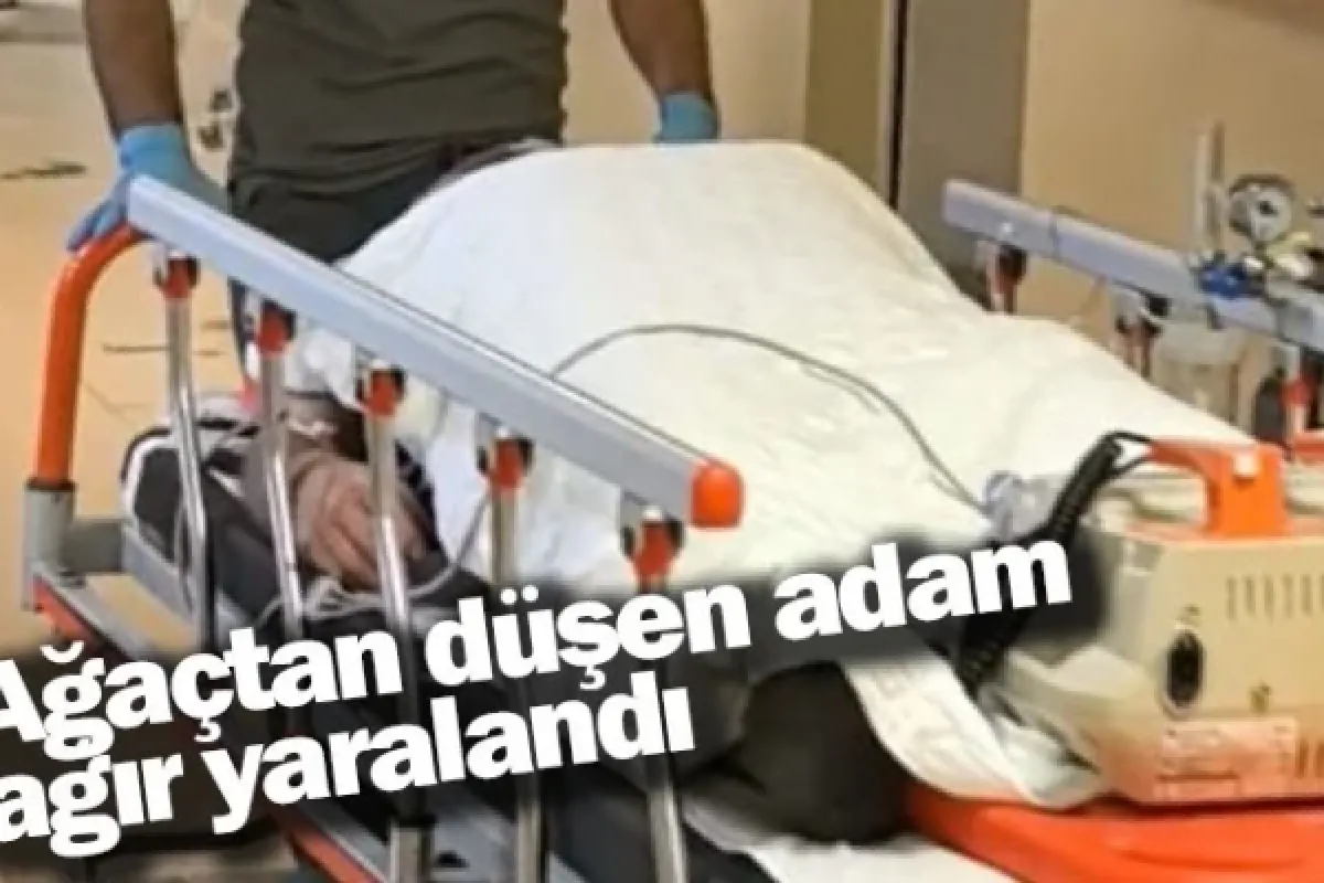 Ağaçtan düşen adam ağır yaralandı