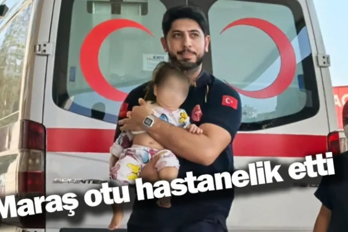 Maraş otu hastanelik etti