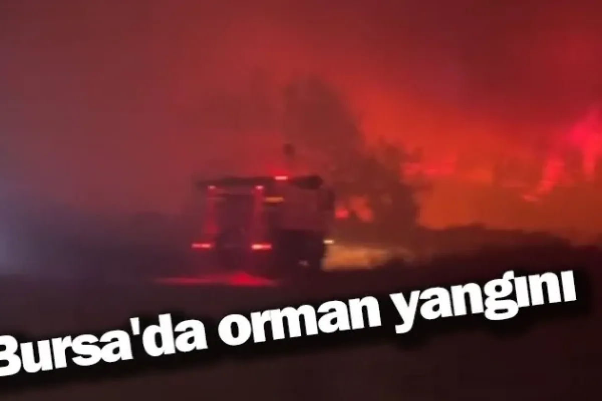 Bursa'da orman yangını