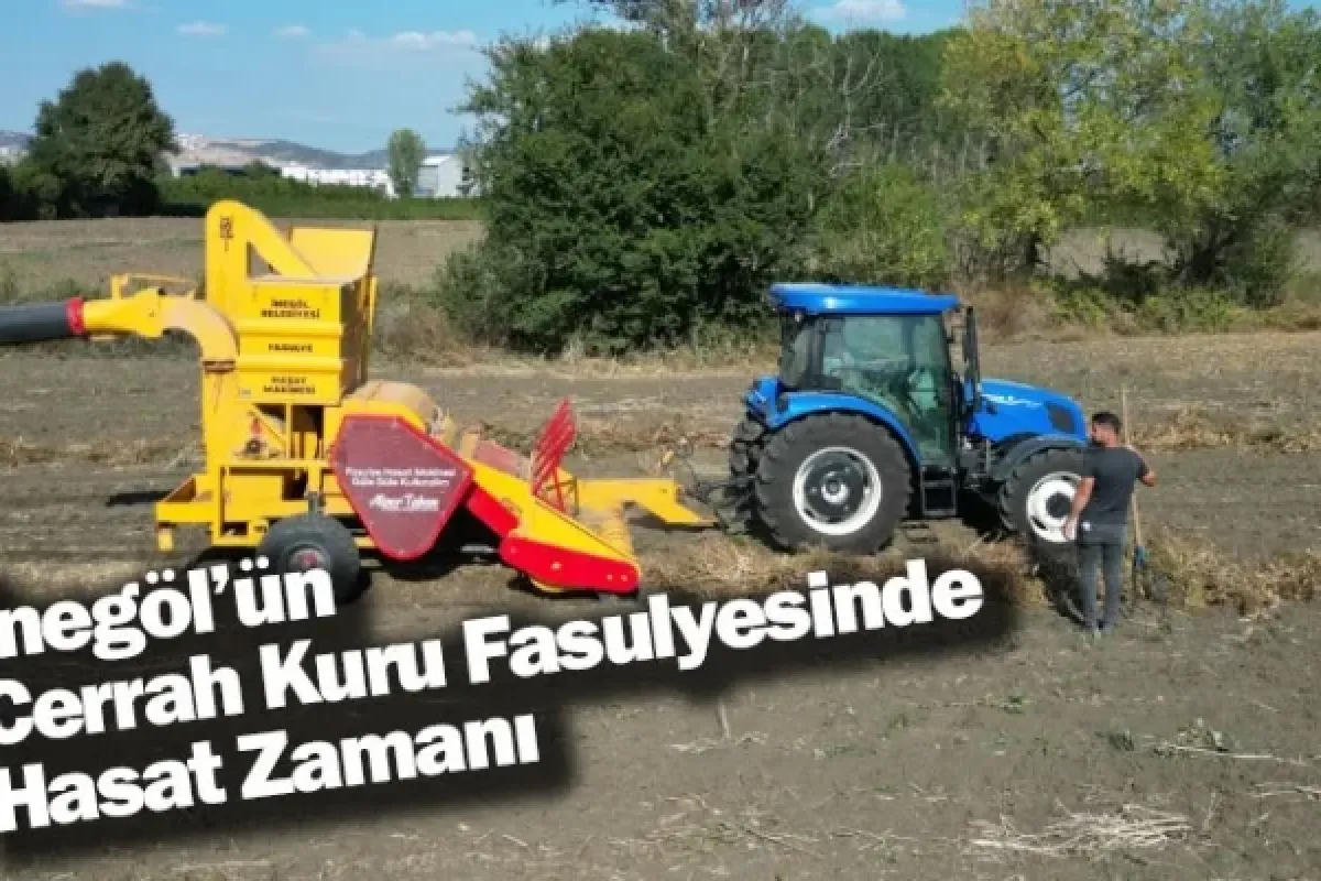 İnegöl’ün Cerrah Kuru Fasulyesinde Hasat Zamanı