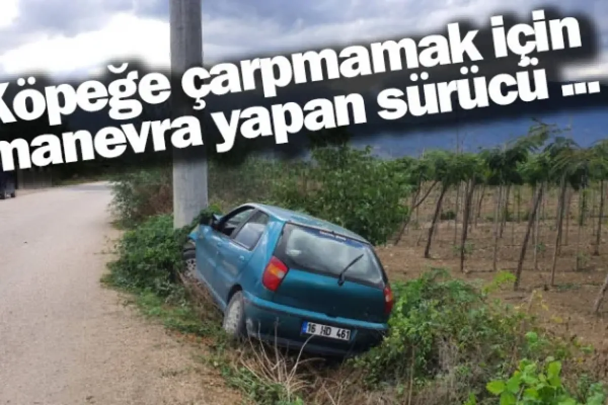 Köpeğe çarpmamak için manevra yapan sürücü ...