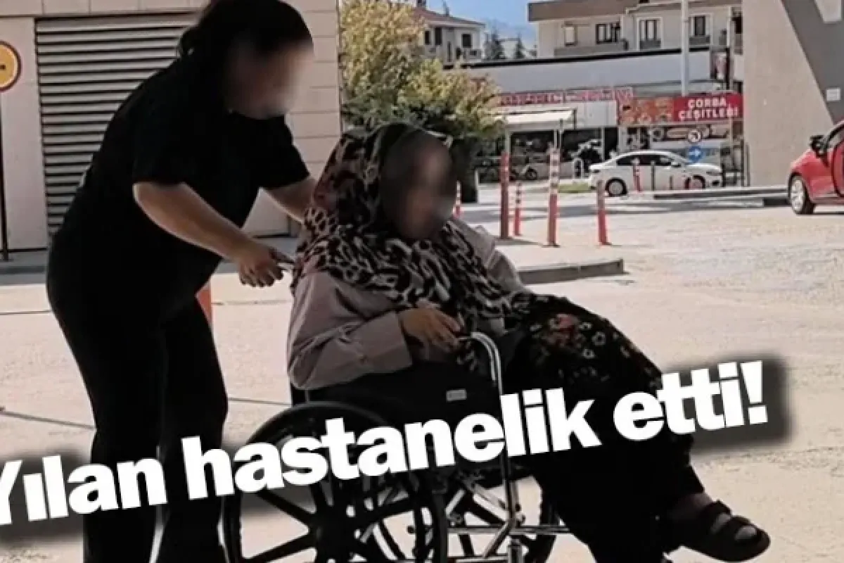 Yılan hastanelik etti!