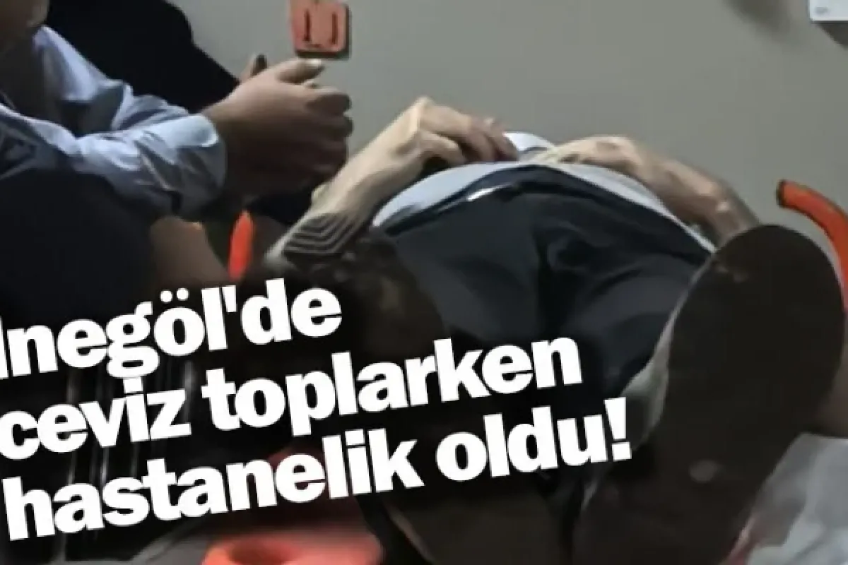 Ceviz toplarken hastanelik oldu!