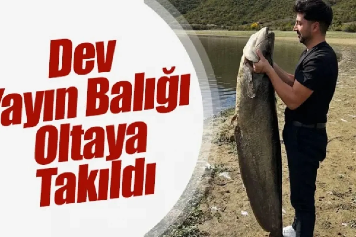 Dev yayın balığı oltaya takıldı