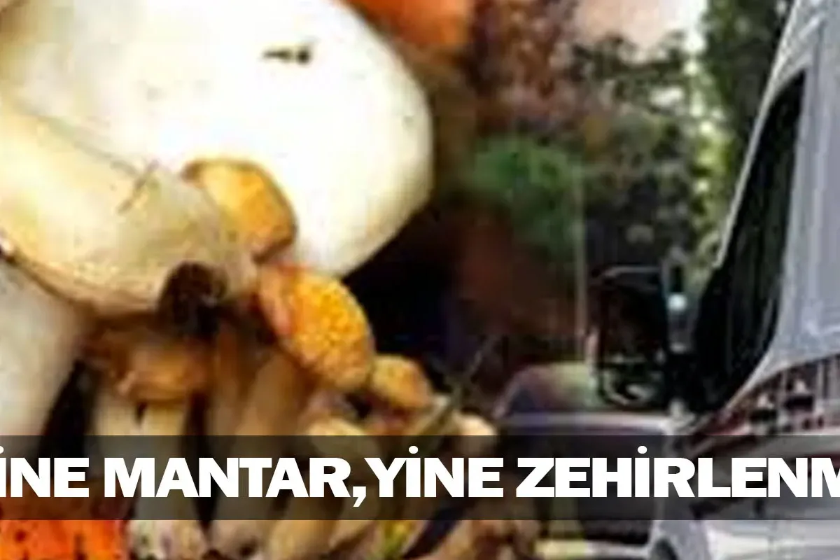 Yine mantar, yine zehirlenme