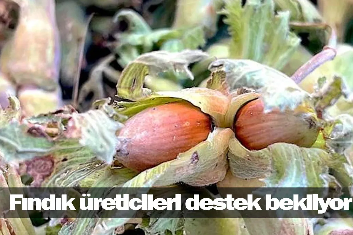 Fındık üreticileri destek bekliyor