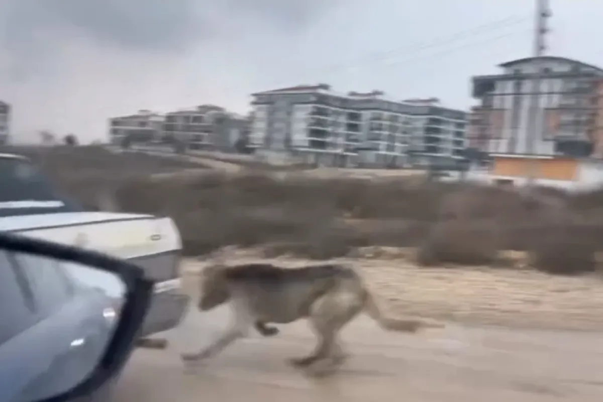 Arabanın arkasına köpek bağladılar!