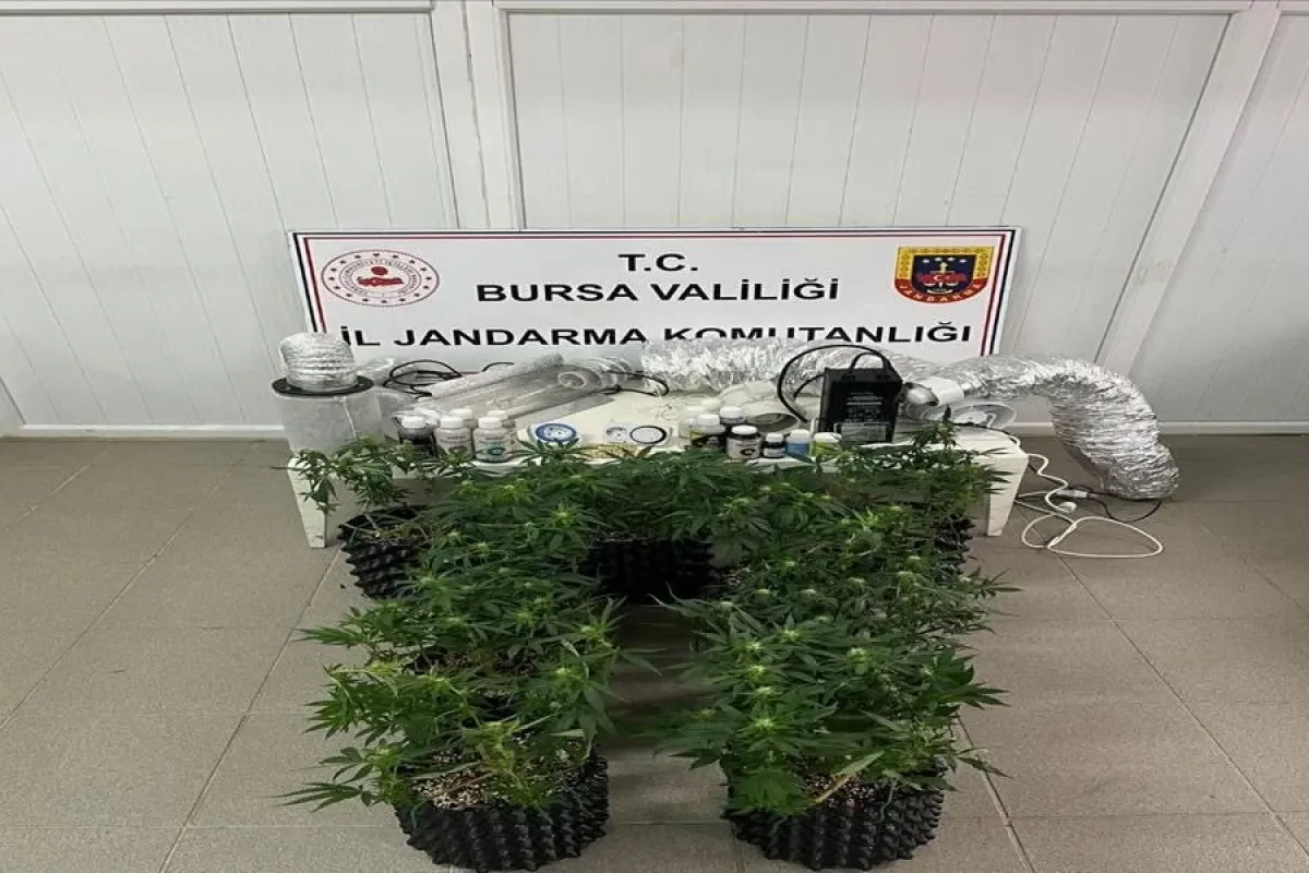 İnegöl'de jandarmadan kenevir operasyonu