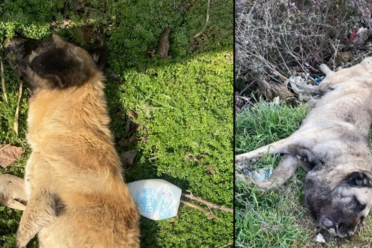İnegöl'de 4 köpek ölü bulundu